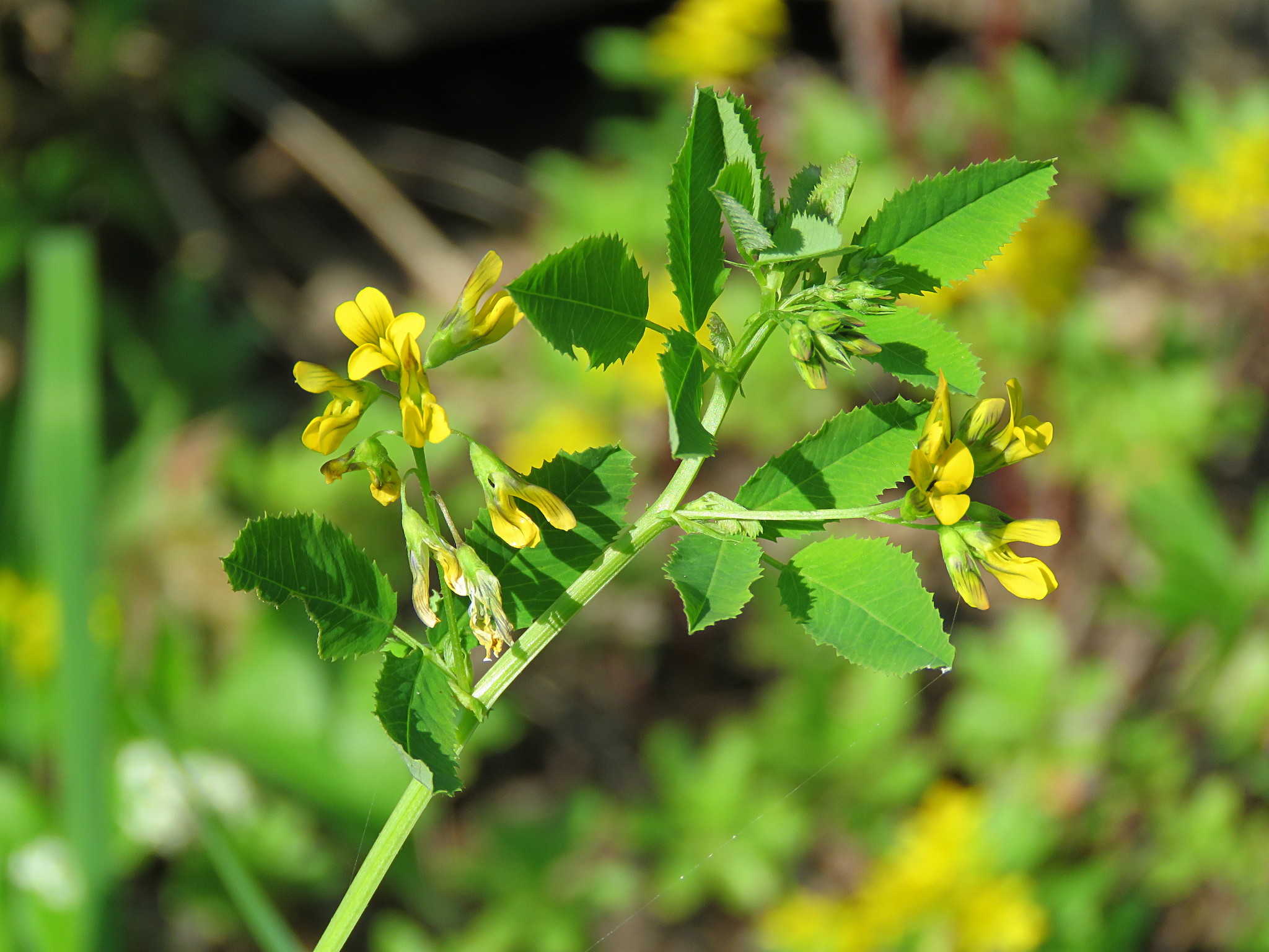 Medicago platycarpos