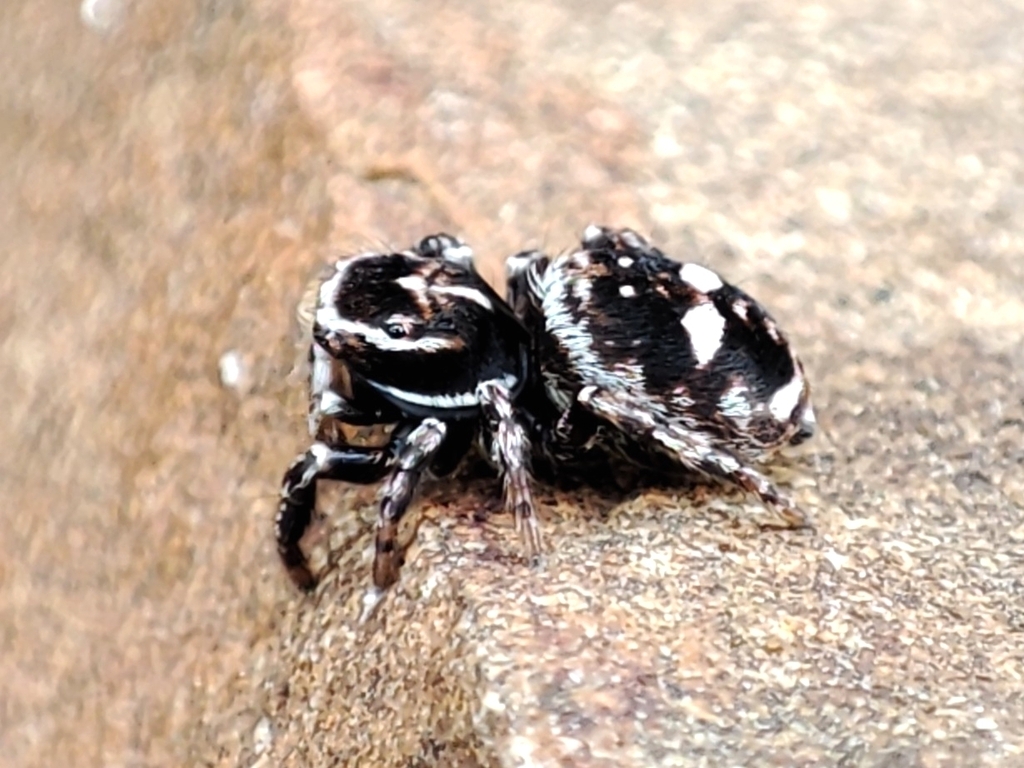 Attulus rupicola