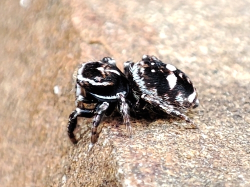 Attulus rupicola