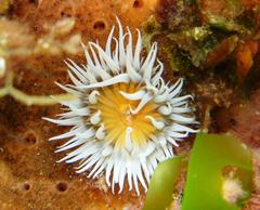 Actinothoe sphyrodeta