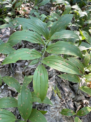 Broadleaf Solomon's Seal