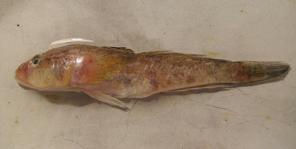 Syrman Goby