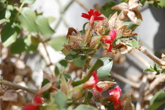 Petalidium coccineum