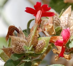Petalidium coccineum
