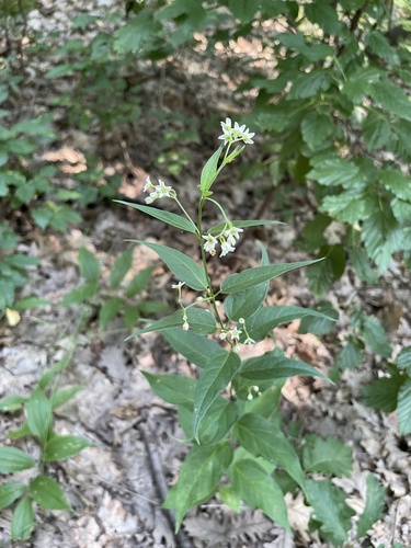 Swallow-wort