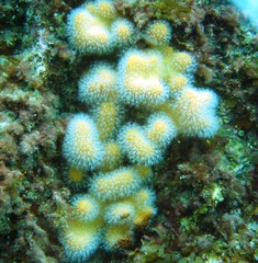 Alcyonium digitatum