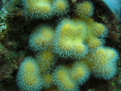 Alcyonium digitatum