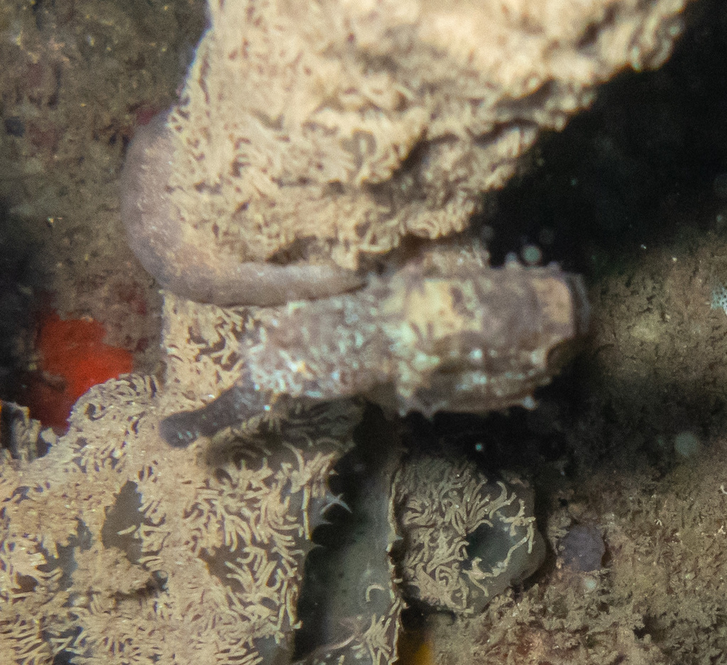 Seahorse clinging head-down to a sponge near a patch of red growth