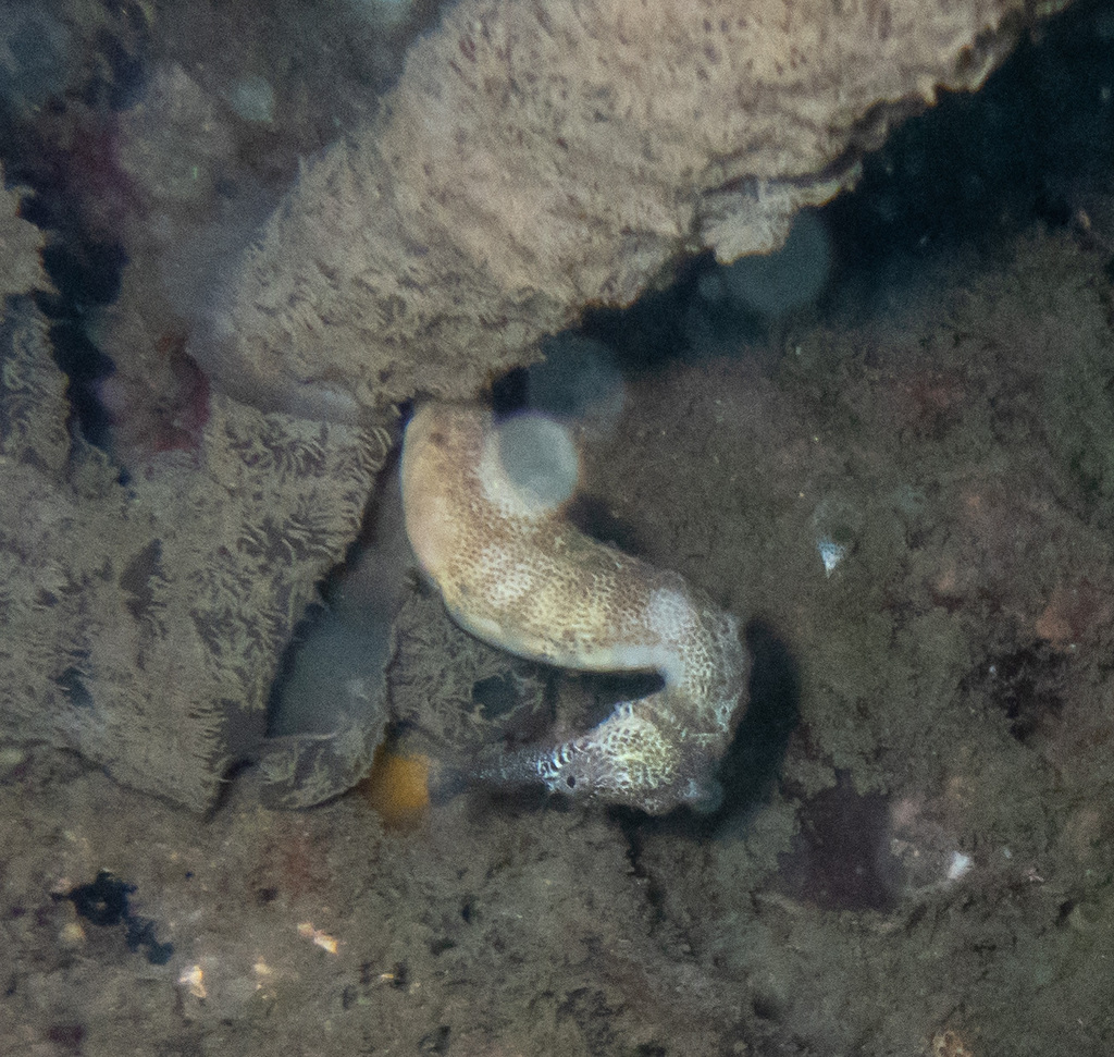 Seahorse with a speckled head wrapped around a sponge among rocks