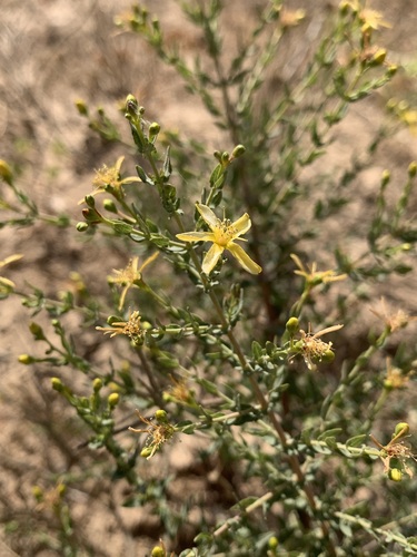 Pyramidal St. John's Wort