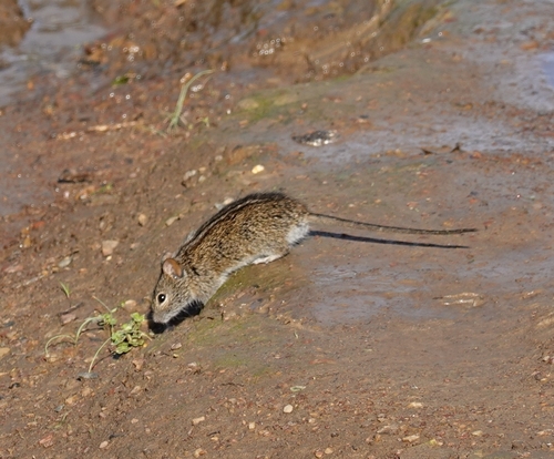 Xeric Four-striped Grass Rat