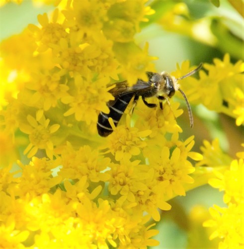 Orange-legged Furrow Bee photo 4