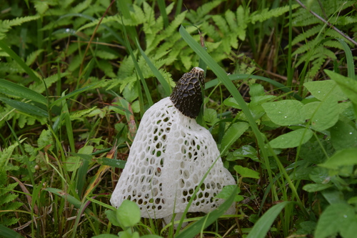 観察された菌類