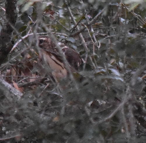 Buteo platypterus image
