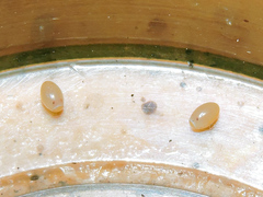Triatoma gerstaeckeri