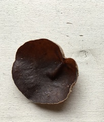 Auricularia angiospermarum image