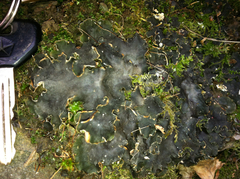 Peltigera ponojensis