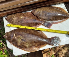 Summer Flounder photo 5
