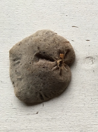 Auricularia angiospermarum image