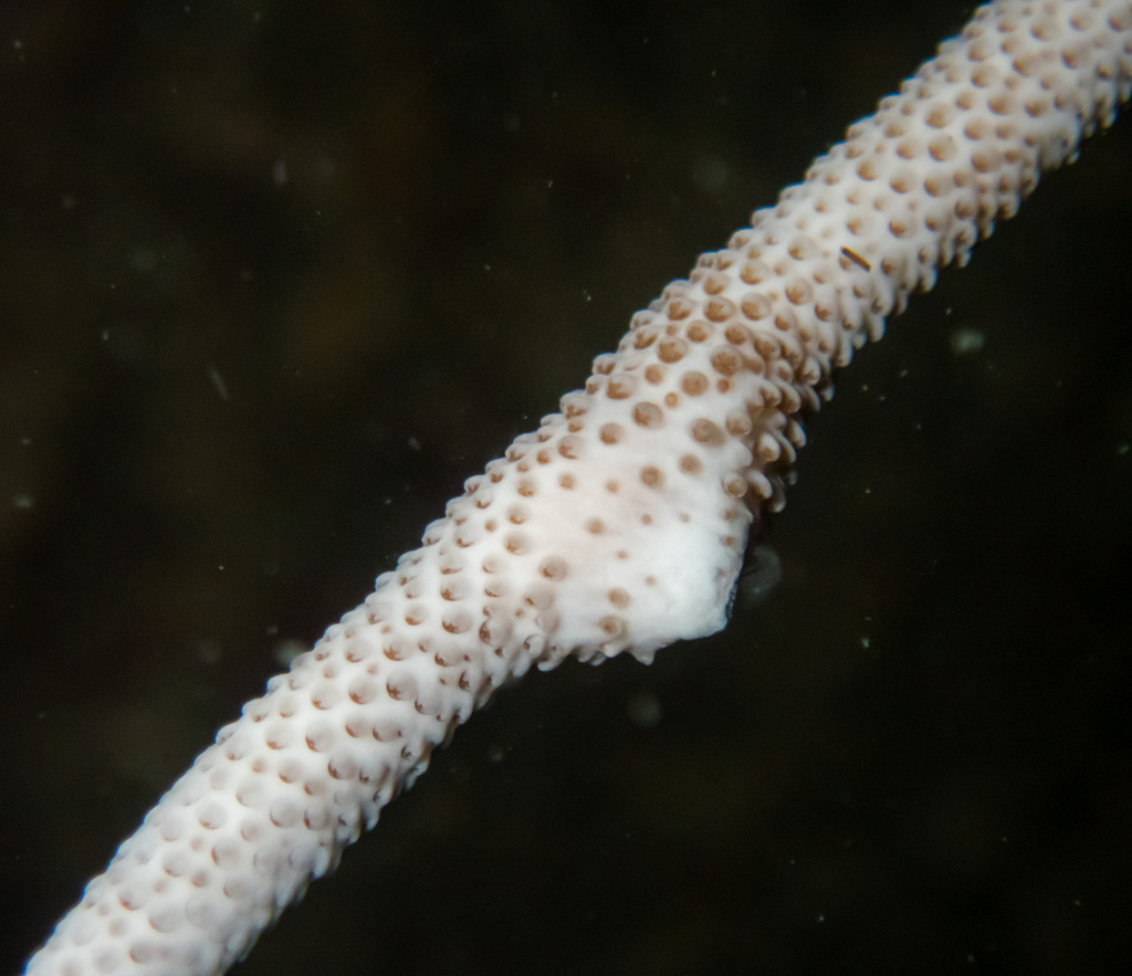 Fragile sea whip