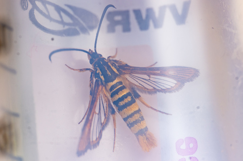 Ceanothus Borer