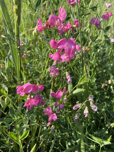 tuberous pea