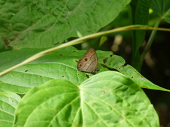 Hermeuptychia harmonia