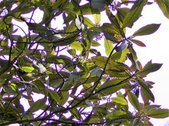 Saurauia madrensis