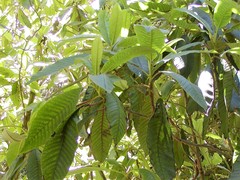 Saurauia madrensis