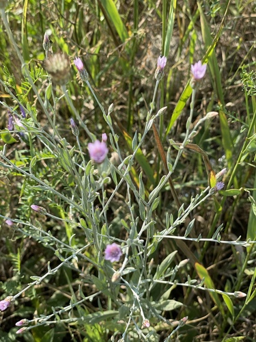 Xeranthemum cylindraceum