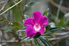 Meriania speciosa - Photo (c) David W K Foster, some rights reserved (CC BY-NC-ND), uploaded by David W K Foster