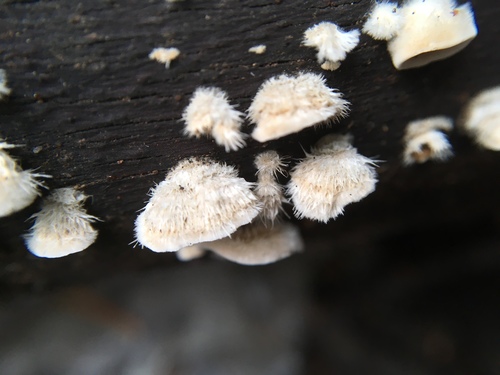 Stereum ochraceoflavum