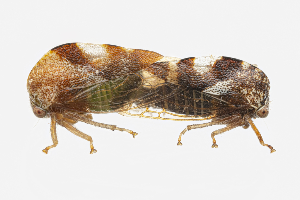 Cyrtolobus vau