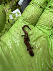 Plethodon cinereus image