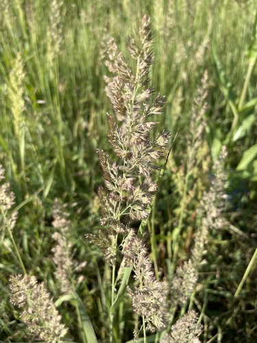 Bushgrass