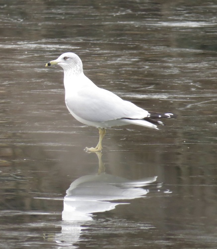 Ring-billed Gull photographed in New Jersey