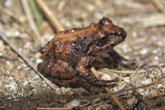 Pristimantis parectatus