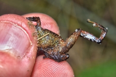 Pristimantis parectatus