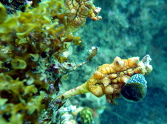 Pyura gibbosa