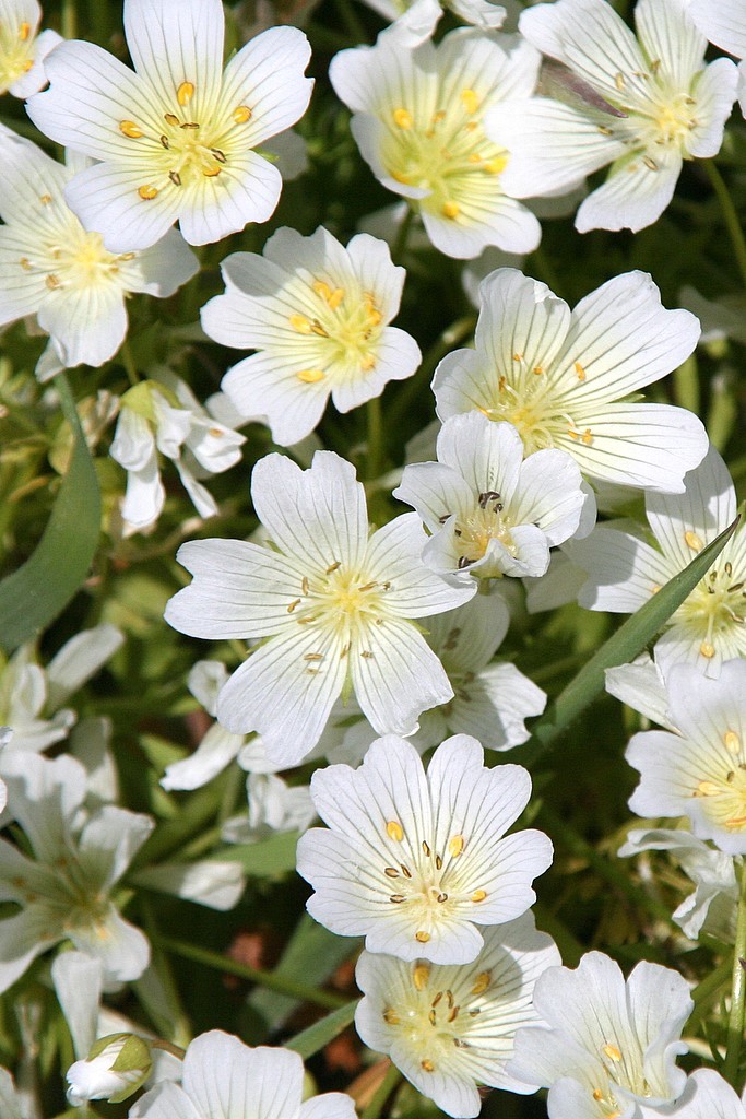 Limnanthes alba