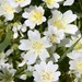 White Meadowfoam - Photo (c) Erin and Lance Willett, some rights reserved (CC BY-NC-ND)