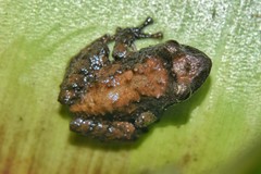 Pristimantis parectatus