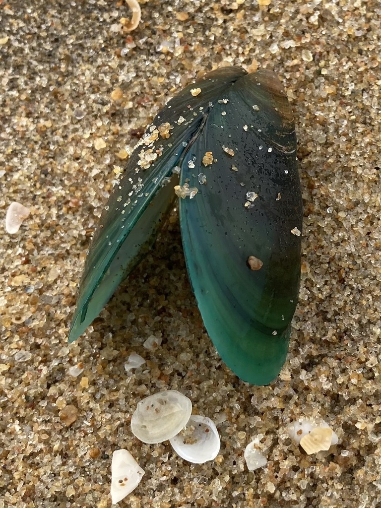 Asian Green Mussel from Valmiki Nagar, Kottivakkam, Chennai, Tamil Nadu