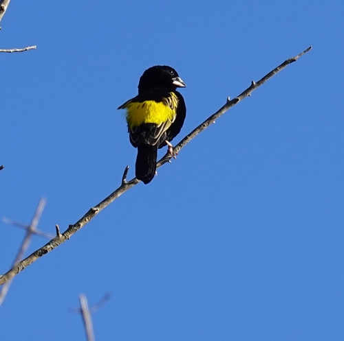 Yellow Bishop (Euplectes capensis), photo 9
