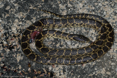 Lampropeltis splendida