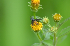 Beskia