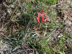 Penstemon subulatus
