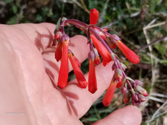 Penstemon subulatus