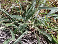 Penstemon subulatus