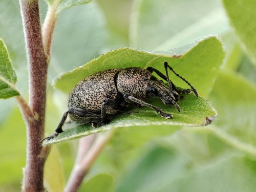 Otiorhynchus bisulcatus